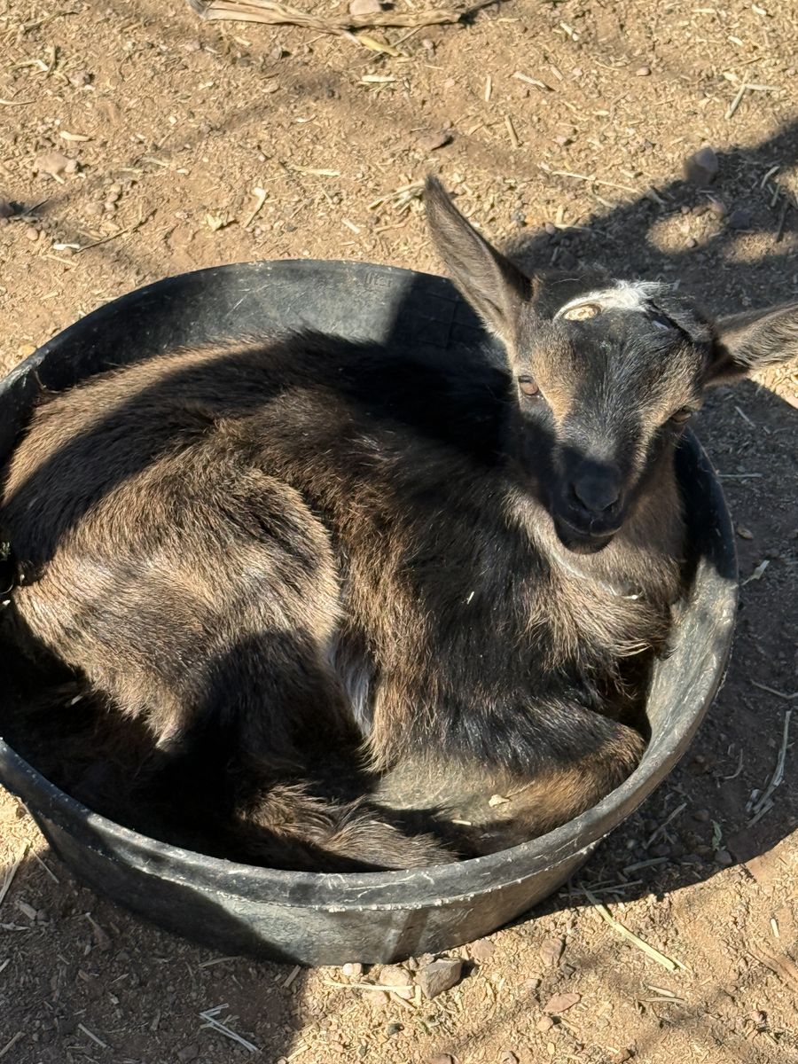 Nigerian dwarf bucklings