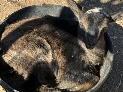 Nigerian dwarf bucklings