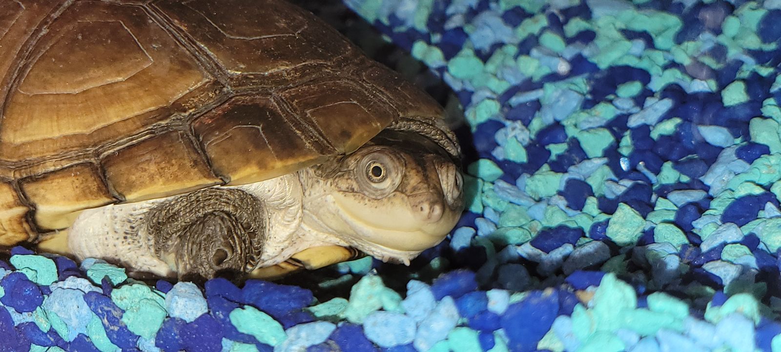 African Side-Necked Freshwater T