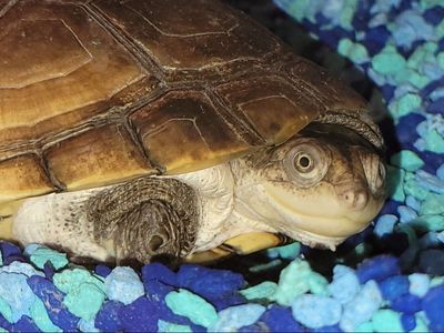 African Side-Necked Freshwater T