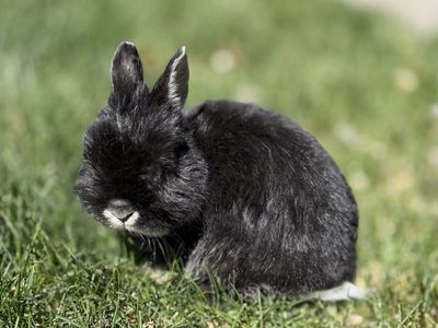 Netherland Dwarf Rabbit - to rehome