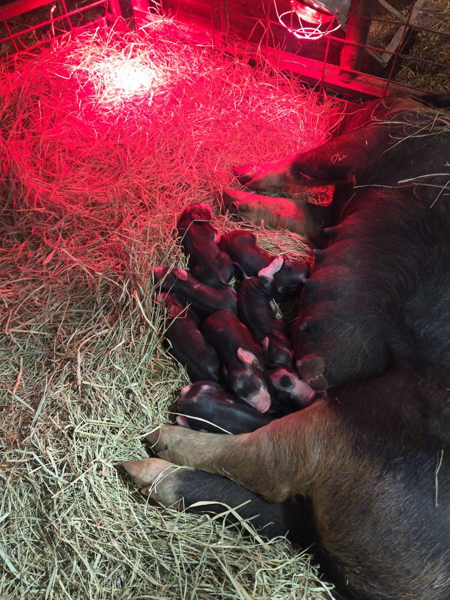 Berkshire Weaner Pig