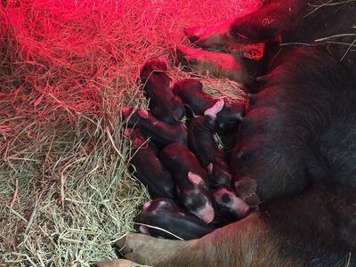 Berkshire Weaner Pig