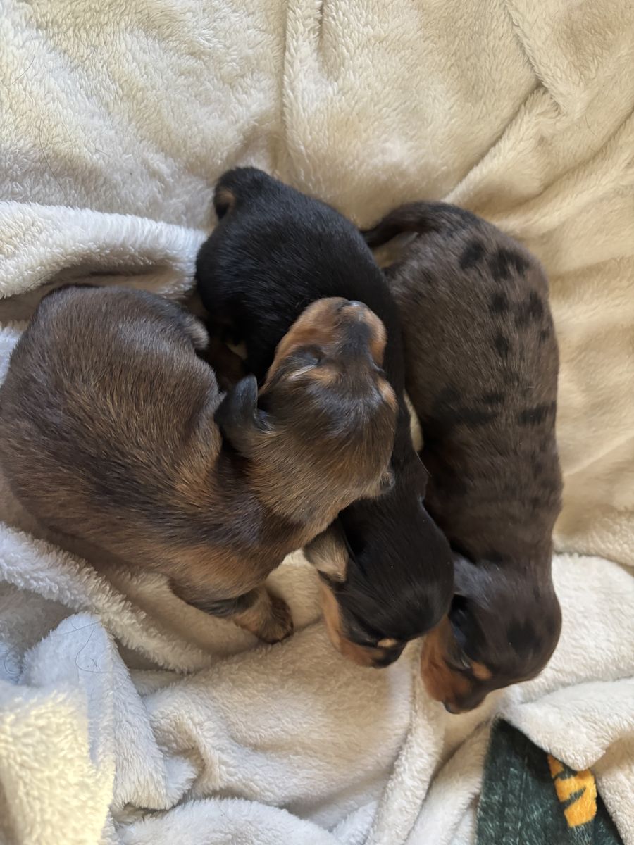 Mother's Day Miniature Longhaired Dachshunds