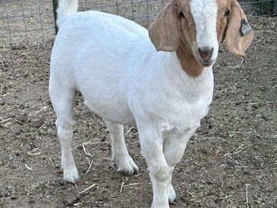 Boer Kids