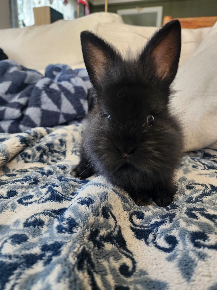 Lionhead bunny