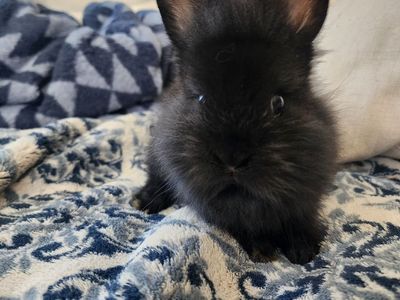 Lionhead bunny