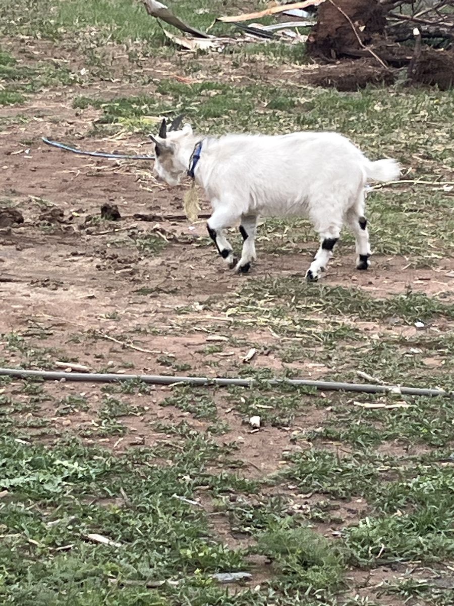 Pigmy Billie/ could be wethered
