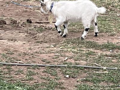 Pigmy Billie/ could be wethered
