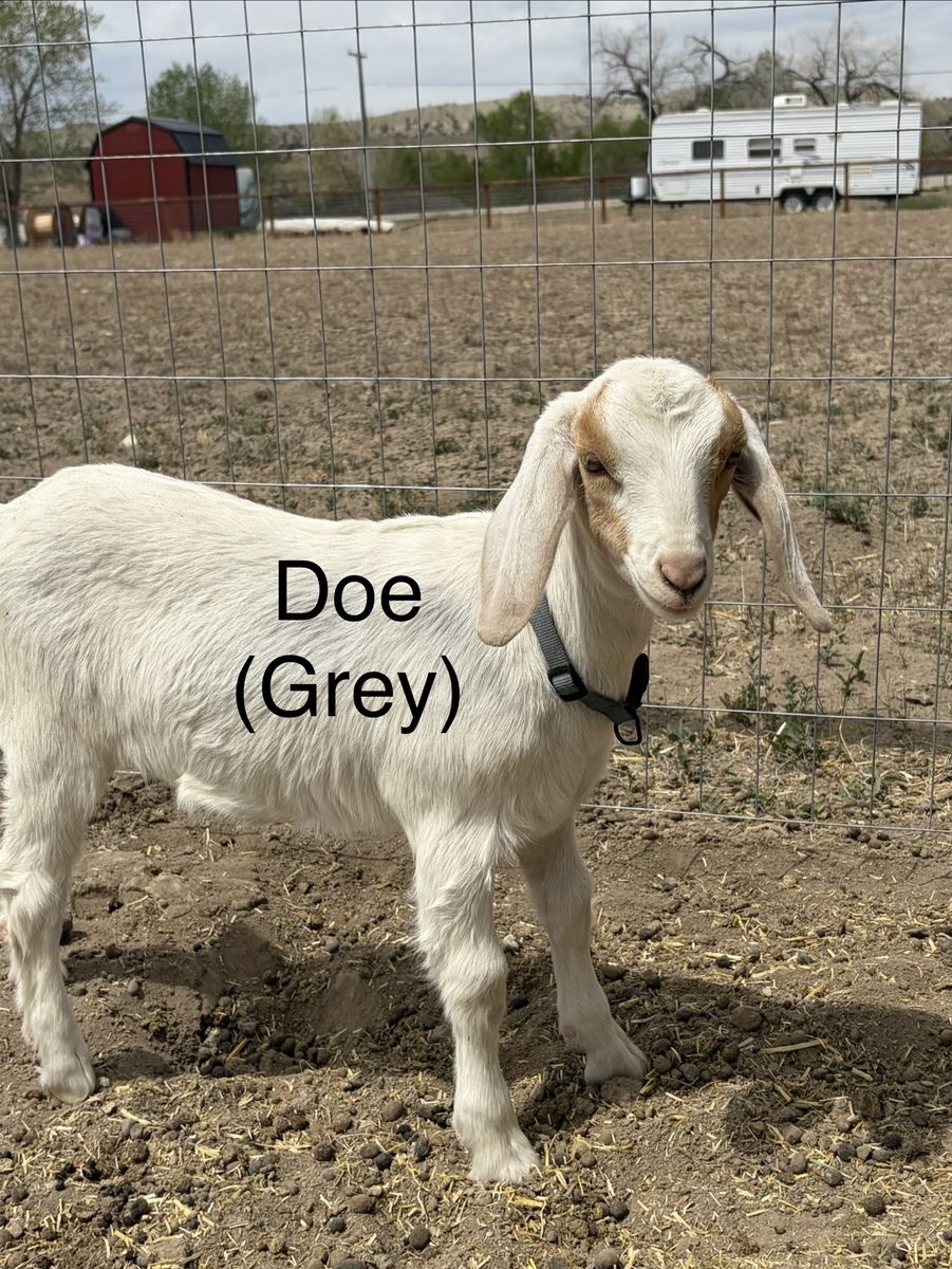 Mini Nubians does/buck