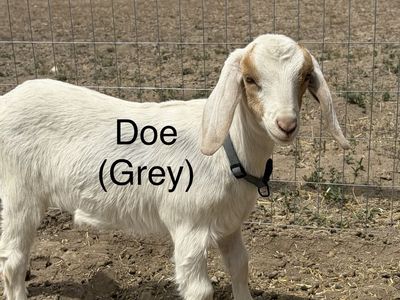 Mini Nubians does/buck