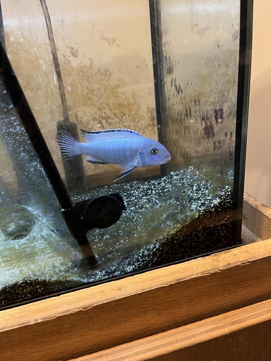 African cichlid mbuna