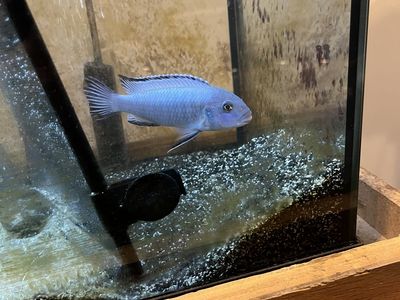 African cichlid mbuna