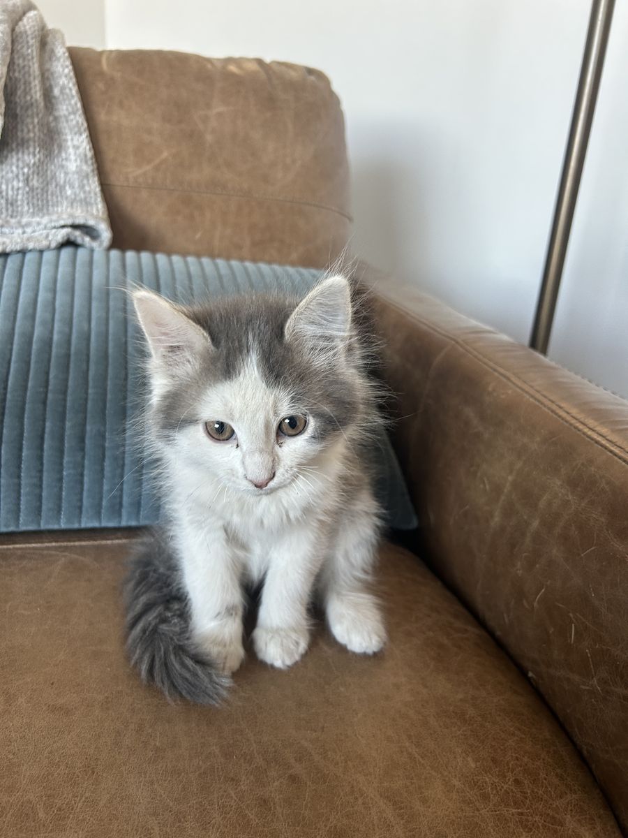 Kittens Vaccinated & Ready for Forever Home