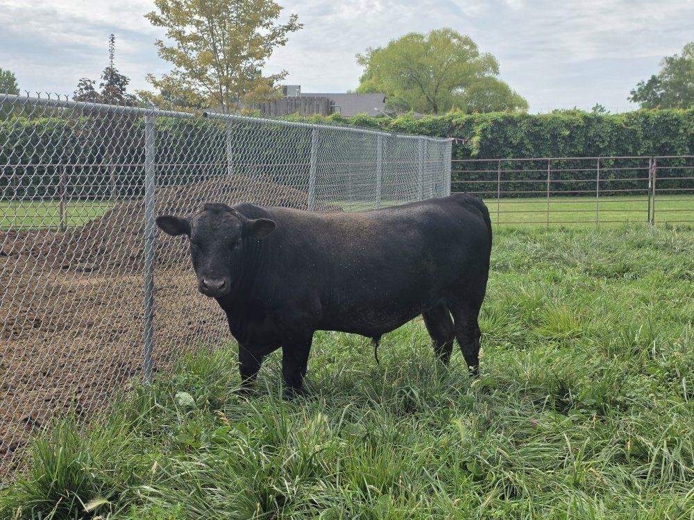 Bull
