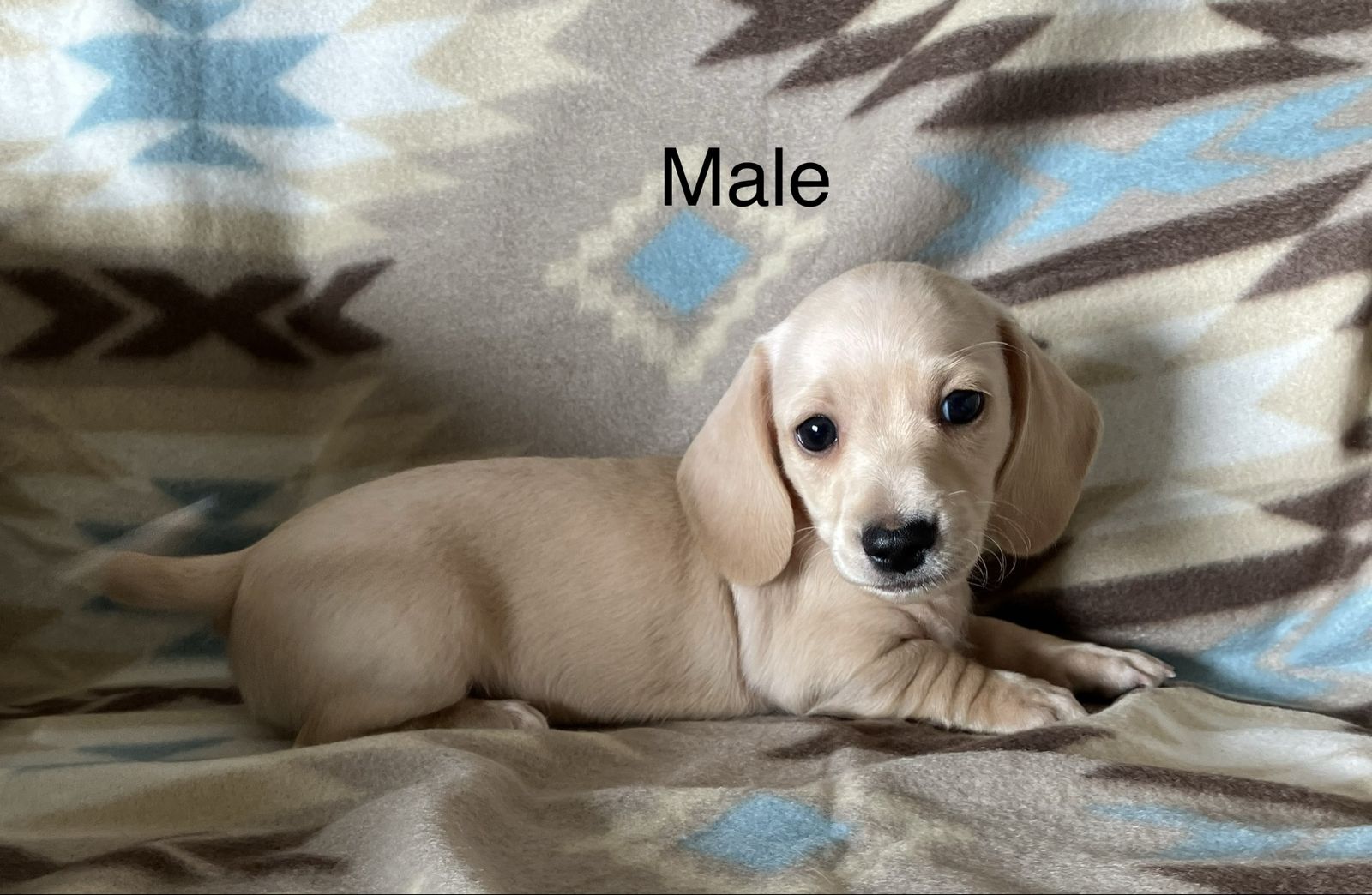 Mini Dachshund Puppies