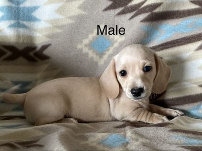 Mini Dachshund Puppies