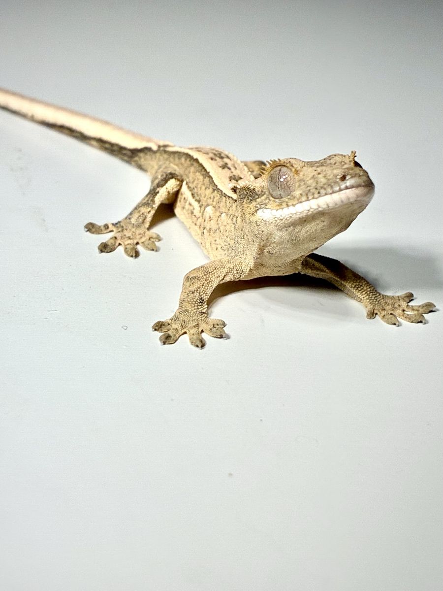 Baby pos Tri-color Crested Gecko
