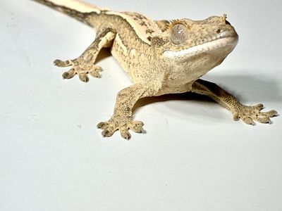 Baby pos Tri-color Crested Gecko