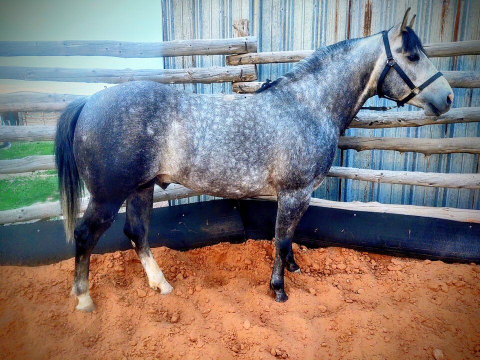 AQHA Gray Stallion Standing At Stud