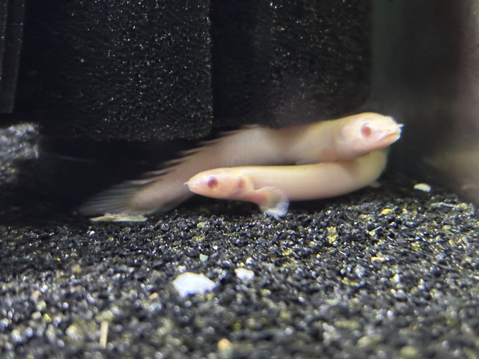 albino senegal bicher