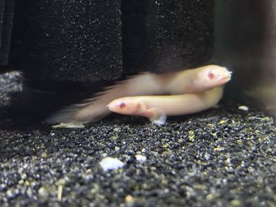 albino senegal bicher