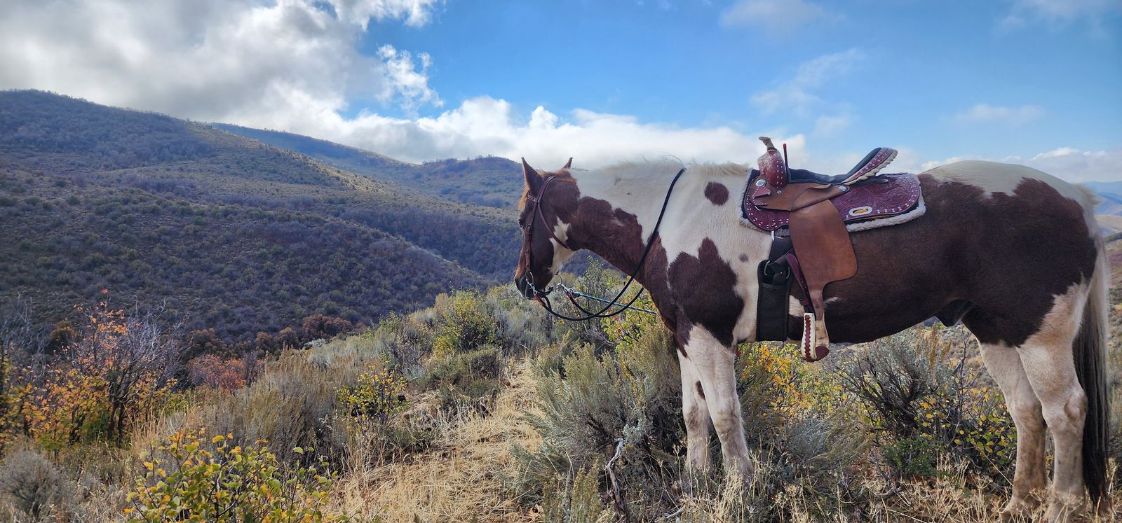Well mannered Paint and loves giving rides.