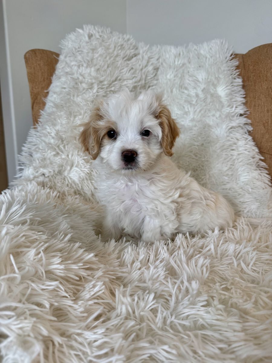 Adorable Super Sweet MALE King Charles Poodle Pups