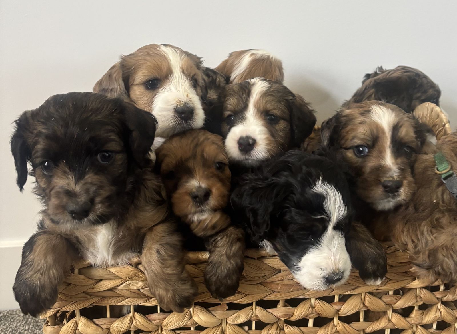 Bernedoodle puppies like goldendoodle Merle Sable
