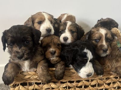 Bernedoodle puppies like goldendoodle Merle Sable