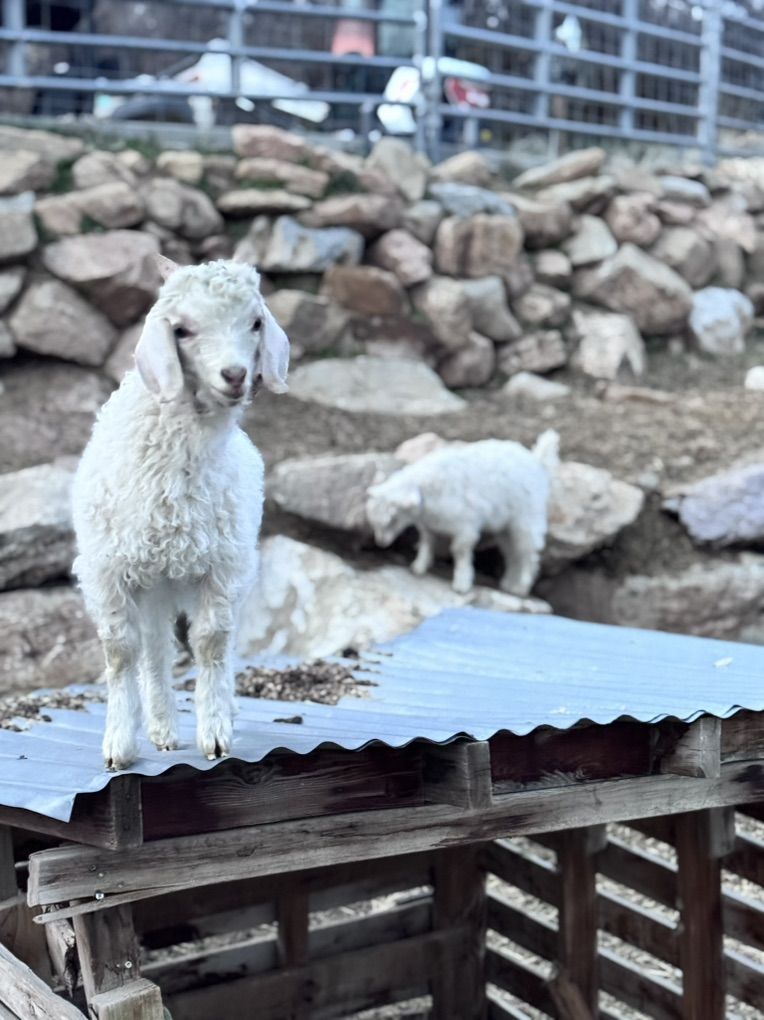 Angora Goats & Kids