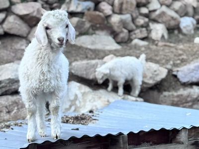 Angora Goats & Kids