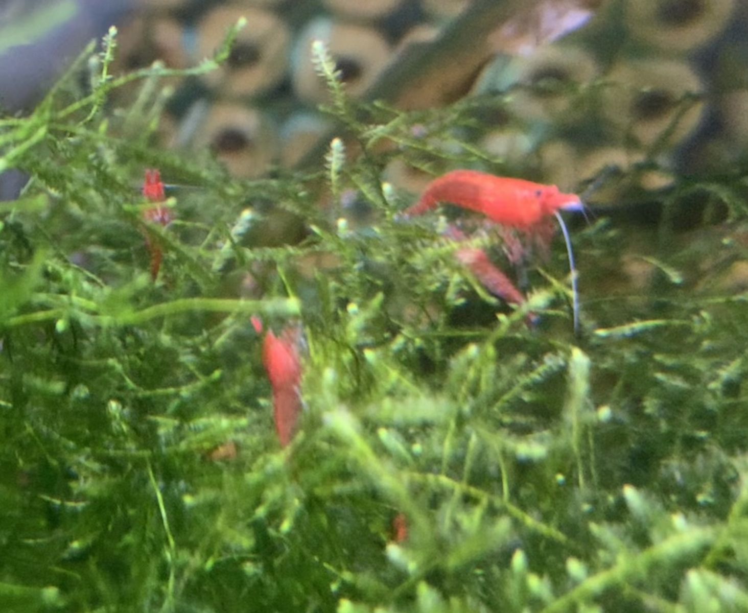 Red neocaridina shrimp