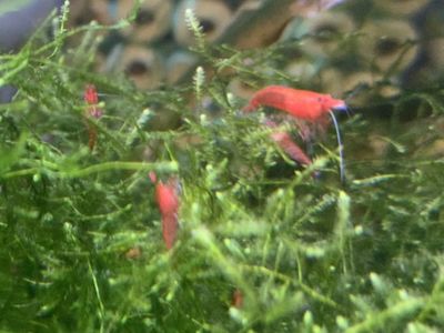 Red neocaridina shrimp