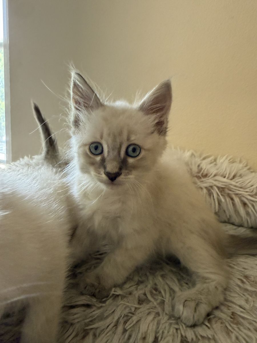 1 left! Ragdoll mix kittens