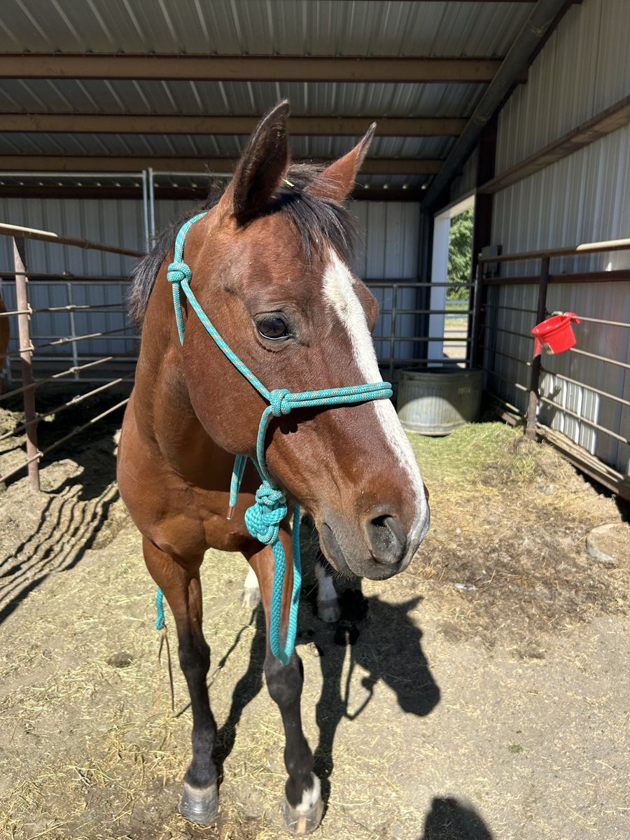 Bay Broodmare