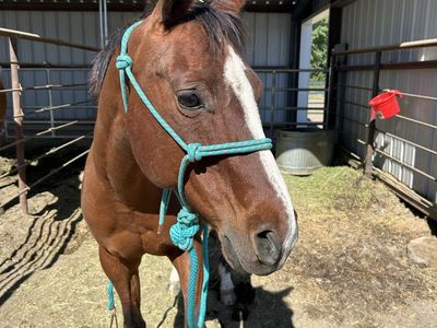 Bay Broodmare