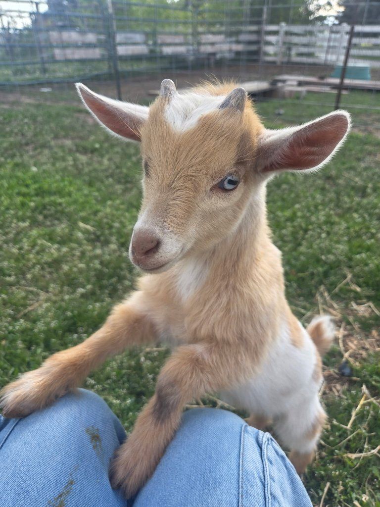 Friendly Nigerian Dwarf Mix Wethers Ready Now!
