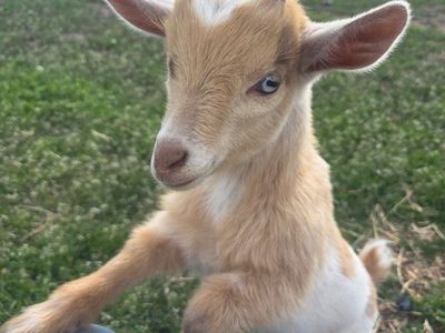 Friendly Nigerian Dwarf Mix Wethers Ready Now!