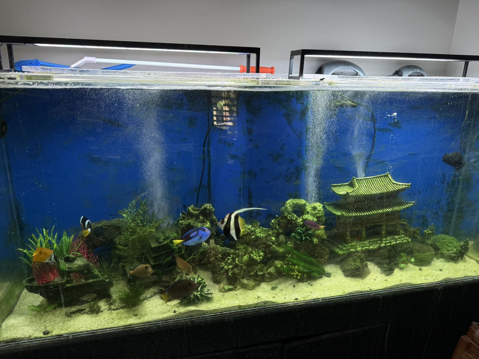Tenecor 125-Gallon Acrylic Aquarium - Complete Setup with Stand & Equipment