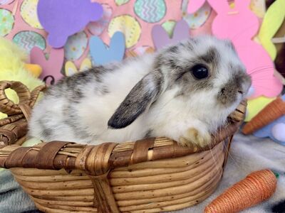 Darling Purebred Holland Lops Ready To Reserve