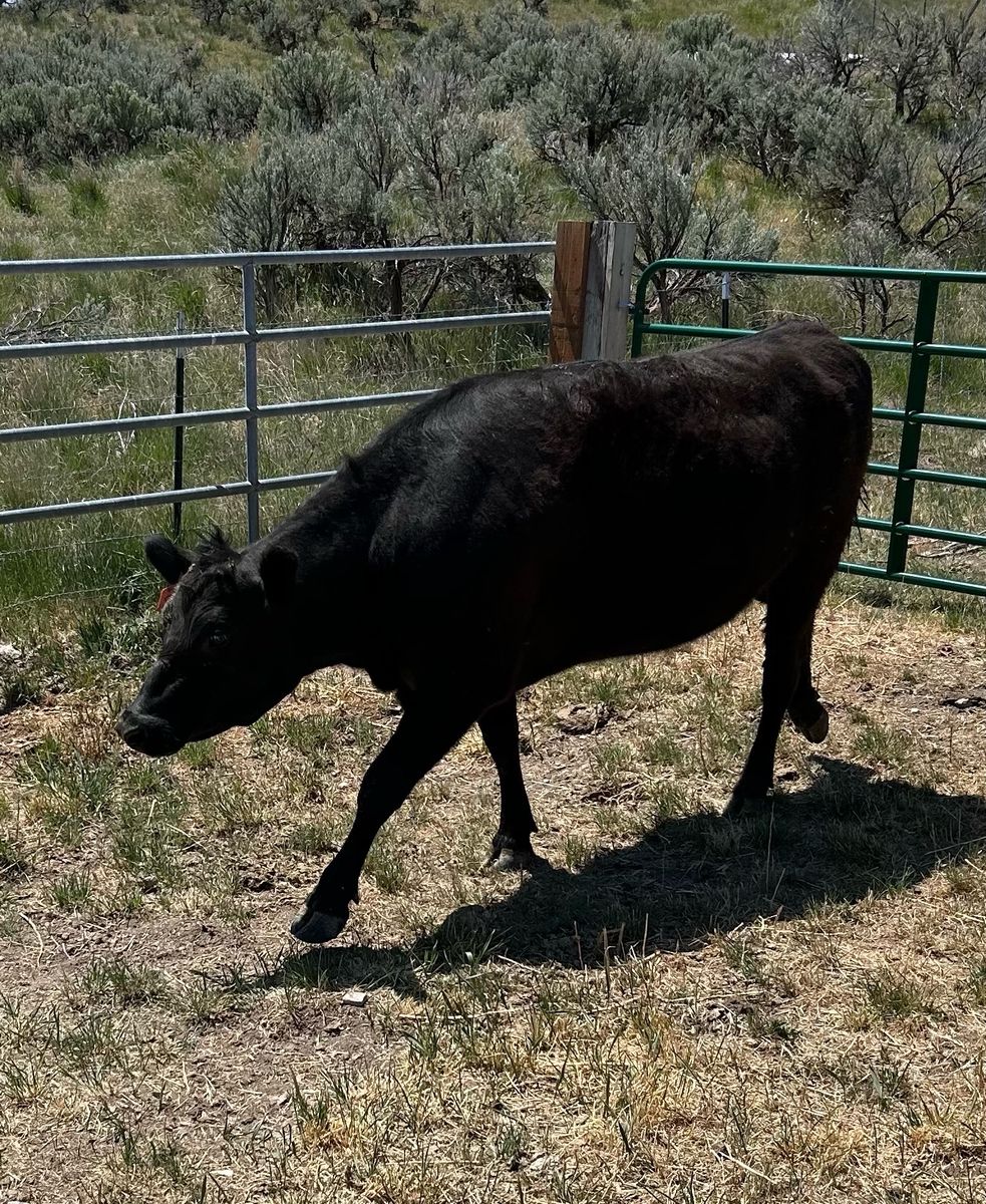 Bred Black Angus heifer