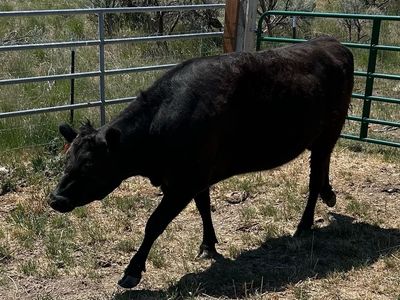 Bred Black Angus heifer