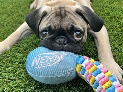 Adorable Male Pug