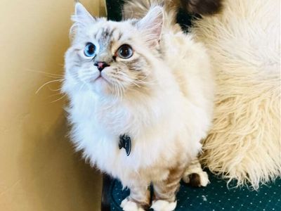 TINY PUREBRED RAGDOLL Teacup/size kittens--SUPER SWEET PUPPYLIKE LOYAL Temperaments. Shed less/less allergenic!