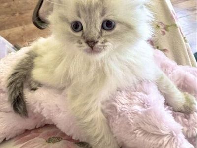 Sale: Gorgeous Ragdoll SWEET kittens--stay small! Also LESS/Allergic/Shed LESS! DOGLIKE playful/loyal personality--do tricks!