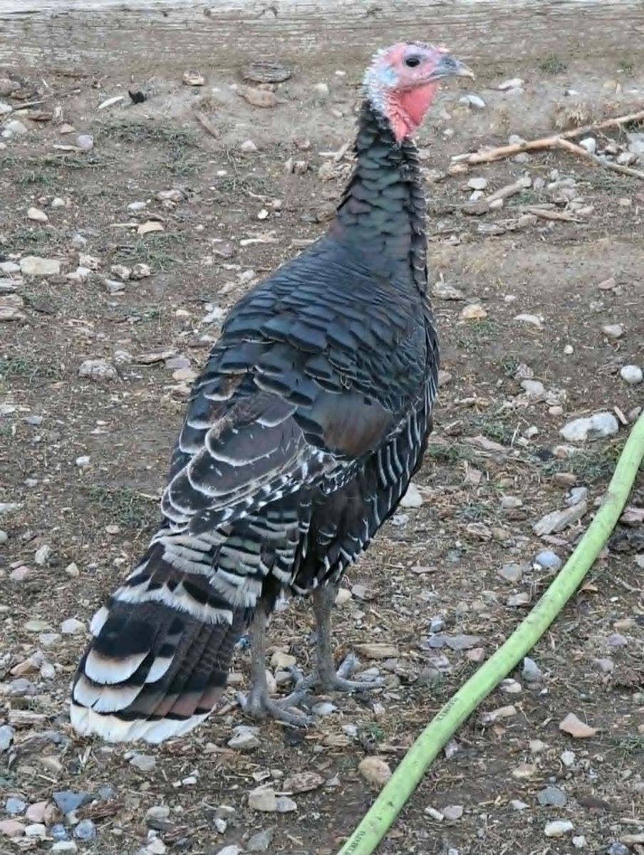 Heritage Bronze Turkeys