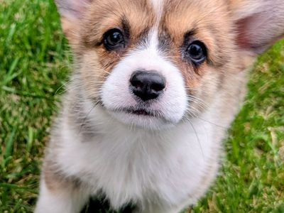 Adorable Purebred Pembroke Welsh Corgi Puppies for Sale.
going through salt lake Friday! can arrange a meet.