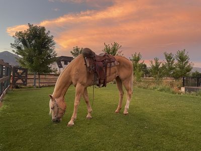 Registered AQHA Palomino Mare