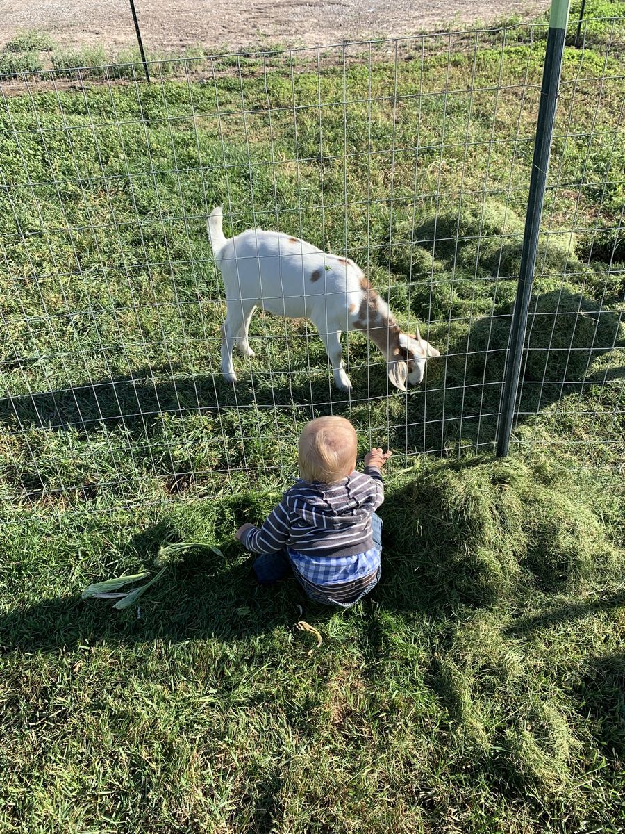Young billy goat 